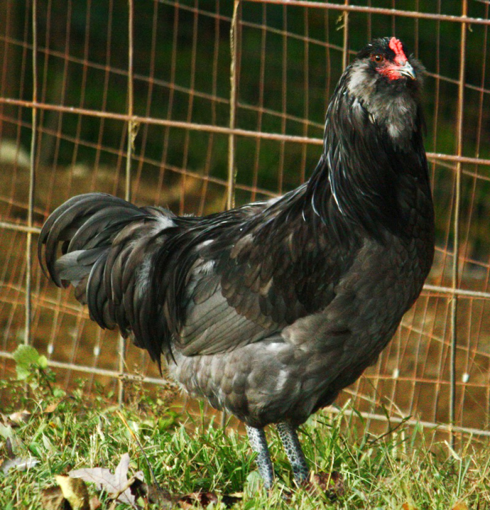 a cockerel has grey-blue flesh and dark feathers a cockerel has grey-blue flesh and dark feathers